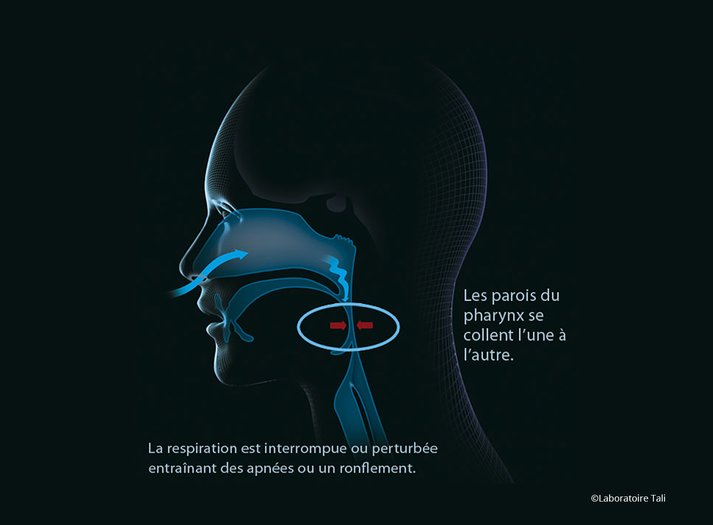 Mecanismes_apnee_sommeil_LaboratoireTali